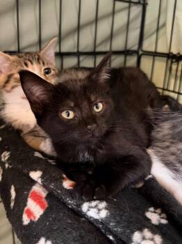 Ambergris -  Domestic Short Hair Cat for Adoption in Cincinnati, Ohio - Ambergris | PetCurious