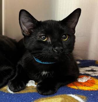Louis -  Domestic Short Hair Cat for Adoption in Logan, Utah - Louis | PetCurious