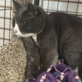 Domestic Short Hair Cats Available for Adoption in Saratoga Springs, New York - Ripley | PetCurious