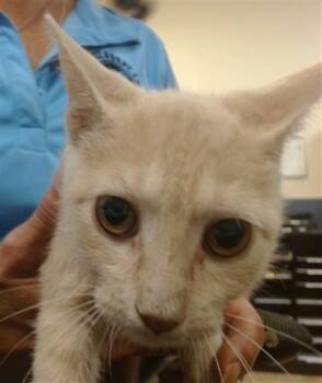 CHILLY -  Domestic Short Hair Cat for Adoption in Doral, Florida - CHILLY | PetCurious