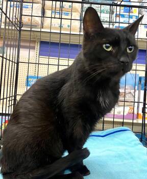 Rescue Domestic Short Hair Cats for Adoption in Red Bank, New Jersey - Batty Page | PetCurious