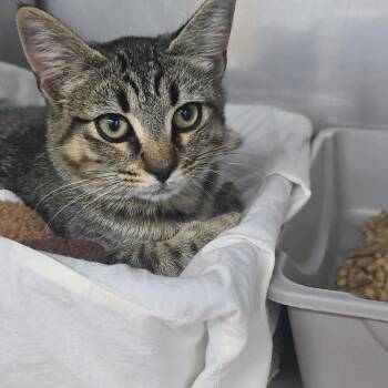 Aurora 26-0654 -  Domestic Short Hair Cat for Adoption in Yanceyville, North Carolina - Aurora 26-0654 | PetCurious