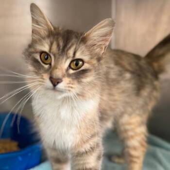 Domestic Long Hair Cats Available for Adoption in Asheville, North Carolina - Pearl | PetCurious