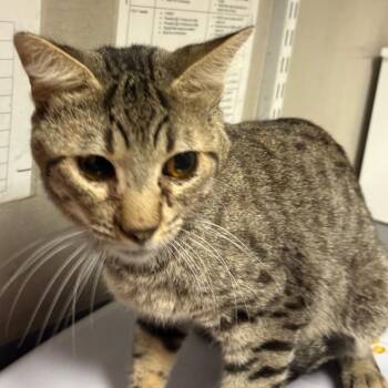 Shakespeare -  Domestic Short Hair Cat for Adoption in Yuma, Arizona - Shakespeare | PetCurious