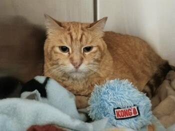 VENOM -  Domestic Short Hair Cat for Adoption in West Valley City, Utah - VENOM | PetCurious
