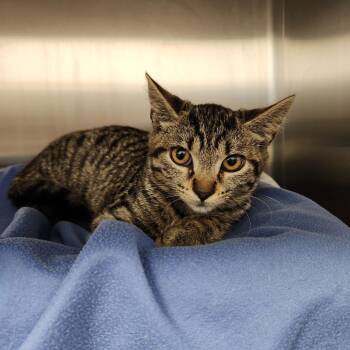 Ivy -  Domestic Short Hair Cat for Adoption in Fort Wayne, Indiana - Ivy | PetCurious
