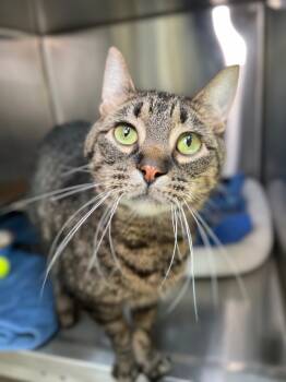 Rescue Domestic Short Hair Cats for Adoption in Menomonie, Wisconsin - Thor | PetCurious