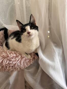 DONKEY -  Domestic Short Hair Cat for Adoption in East Greenwich, Rhode Island - DONKEY | PetCurious