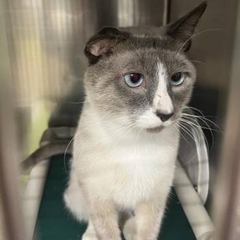 Siamese and Domestic Short Hair Cats Available for Adoption - Clutch | PetCurious