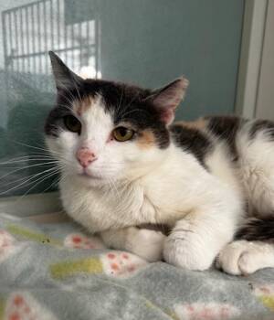 Domestic Short Hair Cats Available for Adoption in Hutchinson, Minnesota - Nannie | PetCurious