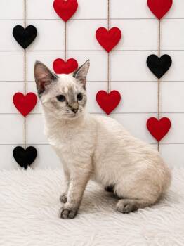 Cappuccino -  Domestic Short Hair Cat for Adoption in Corpus Christi, Texas - Cappuccino | PetCurious