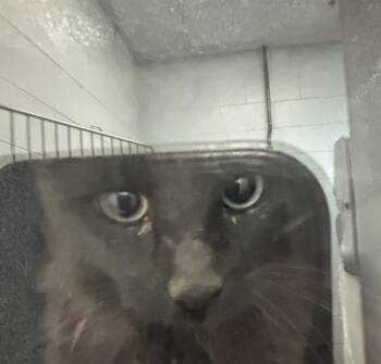 Domestic Medium Hair Cats Available for Adoption in Golden, Colorado - Zenitsu | PetCurious