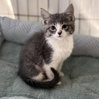 Circle -  Domestic Short Hair Cat for Adoption in South Elgin, Illinois - Circle | PetCurious