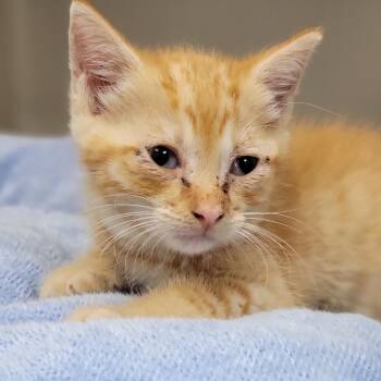 Domestic Short Hair Cats Available for Adoption in Sarasota, Florida - Ginny | PetCurious
