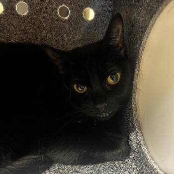 Lily -  Domestic Short Hair Cat for Adoption in Reno, Nevada - Lily | PetCurious
