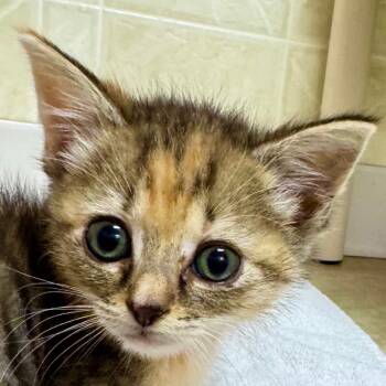 Rescue Domestic Short Hair Cats for Adoption in Franklin, North Carolina - Bella | PetCurious