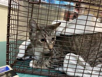 Rescue Domestic Short Hair Cats for Adoption in Pasadena, California - A524518 | PetCurious