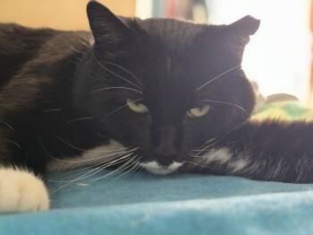 Jeeves -  Domestic Short Hair Cat for Adoption in Flint Hill, Virginia - Jeeves | PetCurious