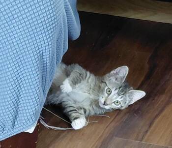 Trixie -  Domestic Short Hair Cat for Adoption in Millcreek, Utah - Trixie | PetCurious
