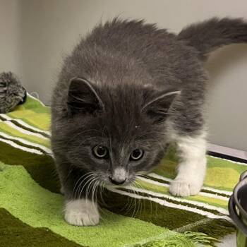 71113 -  Domestic Medium Hair Cat Available for Adoption in Harrisonburg, Virginia - 71113 | PetCurious