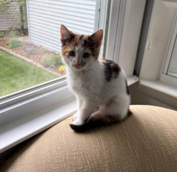 Claire the Calico -  Calico Cat Available for Adoption in Grand Haven, Michigan - Claire The Calico | PetCurious
