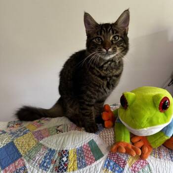 Kookie -  Domestic Medium Hair Cat for Adoption in Georgetown, Kentucky - Kookie | PetCurious