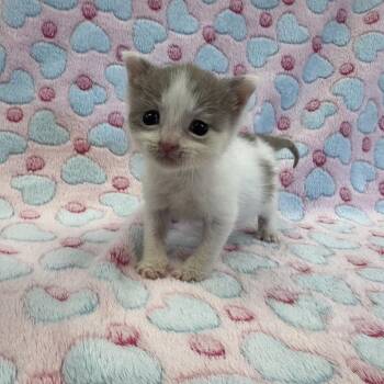Petal -  Domestic Short Hair Cat for Adoption in Mount Vernon, Indiana - Petal | PetCurious