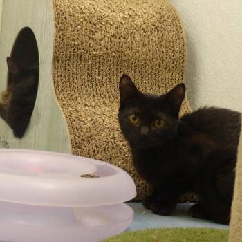Sprite -  Domestic Short Hair Cat for Adoption in New York, New York - Sprite | PetCurious