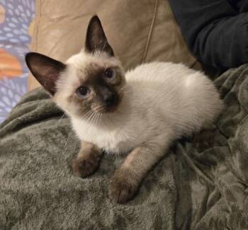 Bean -  Domestic Short Hair Cat for Adoption in Anchorage, Alaska - Bean | PetCurious