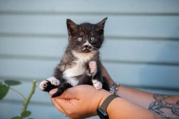 Cloudy (& Sunshine) -  Tuxedo and Domestic Short Hair Cat for Adoption in Walnut Creek, California - Cloudy (& Sunshine) | PetCurious