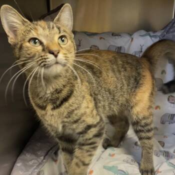 Pumpkin -  Domestic Short Hair Cat for Adoption in Edinburg, Virginia - Pumpkin | PetCurious