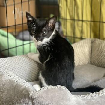 Libby -  Domestic Short Hair Cat for Adoption in San Francisco, California - Libby | PetCurious