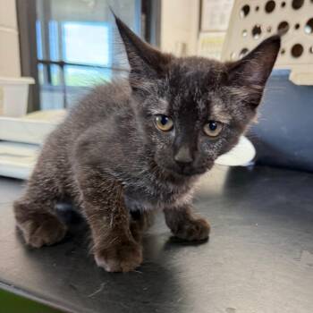 Rue -  Domestic Short Hair Cat for Adoption in Ponca City, Oklahoma - Rue | PetCurious