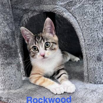 Rockwood -  Domestic Short Hair Cat for Adoption in Fredericksburg, Virginia - Rockwood | PetCurious