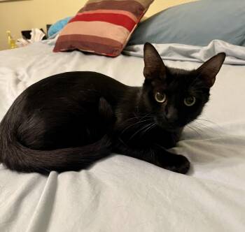 Dina CR -  Domestic Short Hair Cat for Adoption in Schertz, Texas - Dina CR | PetCurious