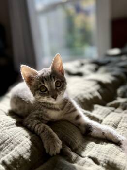 Rescue Domestic Short Hair Cats for Adoption in Ellensburg, Washington - Sugar | PetCurious