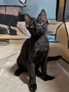 Domestic Short Hair Cats Available for Adoption - Fart Squirrel | PetCurious