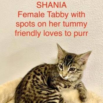 Shania -  Domestic Medium Hair Cat for Adoption in Webster, Texas - Shania | PetCurious