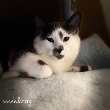 Pugsley -  Domestic Medium Hair Cat for Adoption in Cheyenne, Wyoming - Pugsley | PetCurious