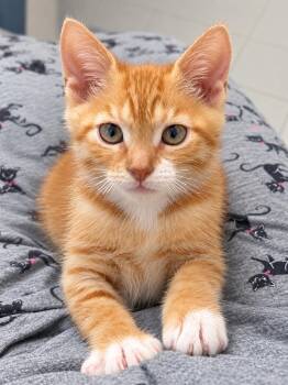 Pumpkin Pie -  Domestic Short Hair Cat for Adoption in Newtown Square, Pennsylvania - Pumpkin Pie | PetCurious
