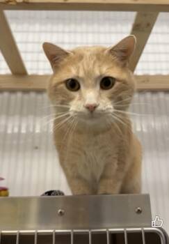 Domestic Short Hair Cats Available for Adoption - Bobby | PetCurious