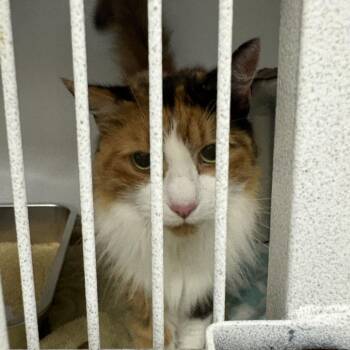 Callie -  Domestic Long Hair Cat for Adoption in Dover, New Hampshire - Callie | PetCurious