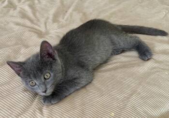 Lulu -  Domestic Short Hair Cat for Adoption in Hudson, New York - Lulu | PetCurious