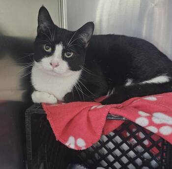 Domestic Short Hair Cats Available for Adoption in Fremont, Nebraska - Brooks | PetCurious
