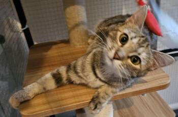 Domestic Short Hair Cats Available for Adoption in Milwaukee, Wisconsin - Buffy26 | PetCurious