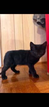 Alora -  Domestic Short Hair Cat for Adoption in Johnson City, Tennessee - Alora | PetCurious