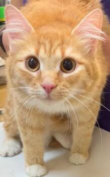 Domestic Long Hair Cats Available for Adoption - TORI | PetCurious