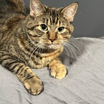 Rescue Tabby Cats for Adoption in Mesa, Arizona - Tabby Tabby | PetCurious