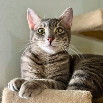Piri -  Domestic Short Hair Cat for Adoption in Vallejo, California - Piri | PetCurious