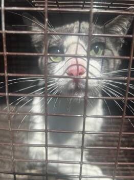 Domestic Short Hair Cats Available for Adoption in Houston, Texas - A656515 | PetCurious